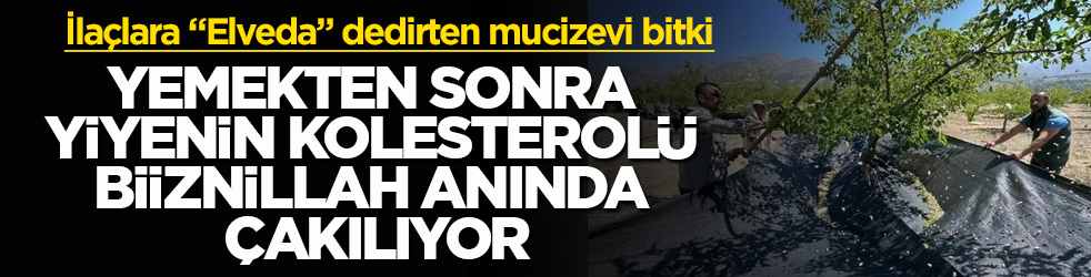 İlaçlara "Elveda" dedirten mucizevi bitki: Yemekten sonra yiyenin kolesterolü biiznillah anında çakılıyor