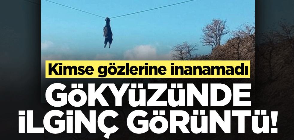 İlginç görüntü! Boynuzu tellere takılan keçi gökyüzünde süzüldü