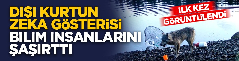İlk kez görüntülendi: Dişi kurtun zeka gösterisi bilim insanlarını şaşırttı