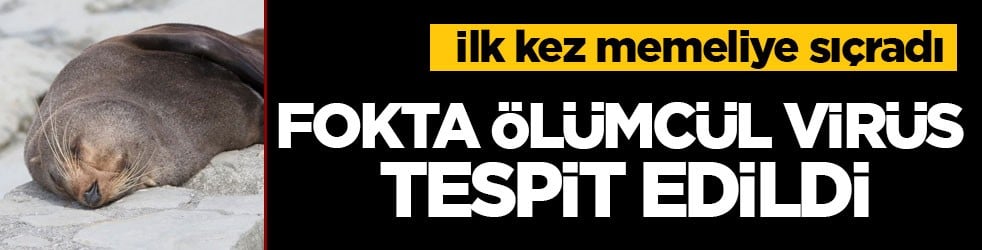İlk kez memeliye sıçradı! Bir fokta ölümcül virüs tespit edildi