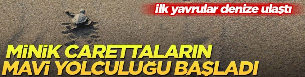 İlk yavrular denize ulaştı! Minik carettaların mavi yolculuğu başladı