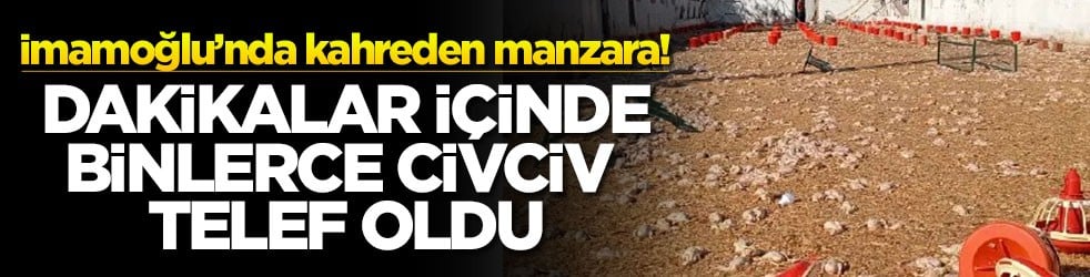 İmamoğlu’nda kahreden manzara! Dakikalar içinde binlerce civciv telef oldu