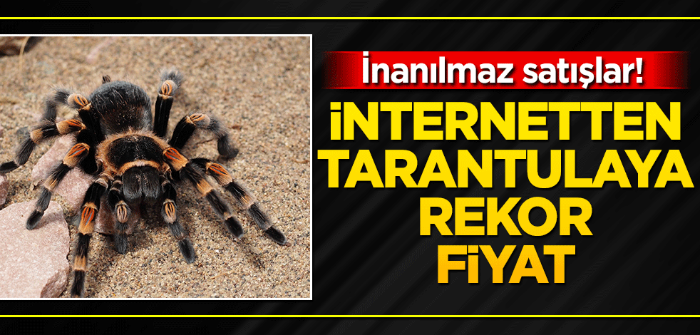 İnanılmaz satışlar! İnternetten tarantulaya rekor fiyatlar