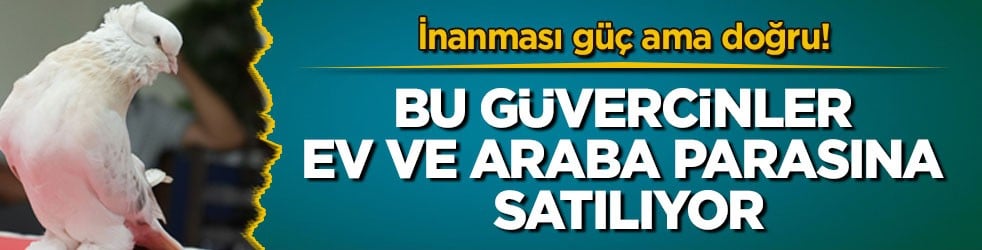 İnanması güç ama doğru! Bu güvercinler ev ve araba parasına satılıyor
