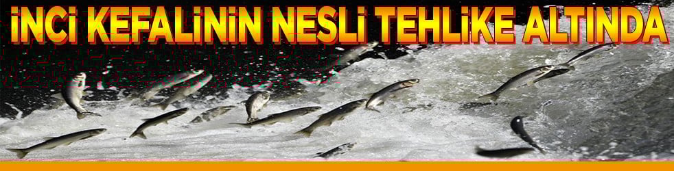 İnci kefalinin nesli tehlike altında