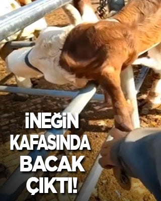 İneğin kafasında bacak çıktı