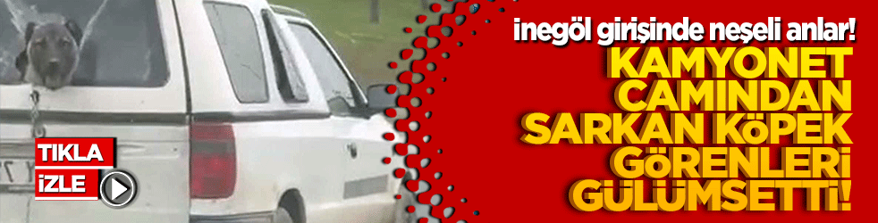 İnegöl girişinde neşeli anlar! Kamyonet camından sarkan köpek görenleri gülümsetti!