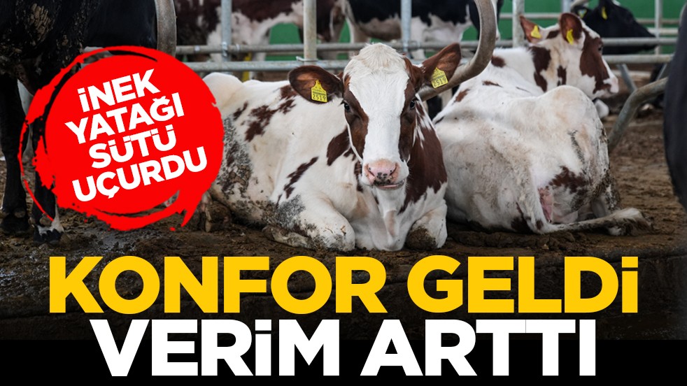 İnek yatağı sütü uçurdu: Konfor geldi, verim arttı