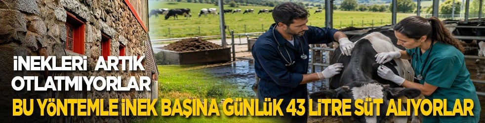 İnekleri artık otlatmıyorlar! Bu yöntemle her inekten günlük 43 litre süt alıyorlar