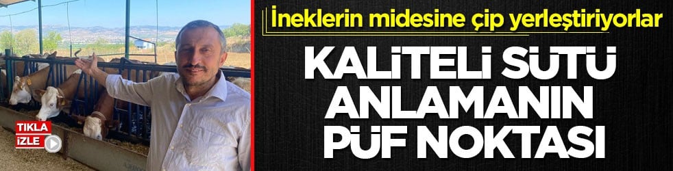 İneklerin midesine çip yerleştiriyorlar! Kaliteli sütü anlamanın püf noktası