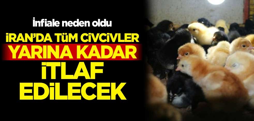 İnfiale neden oldu! Talep azaldı diye İran'da tüm civcivler yarına kadar itlaf edilecek