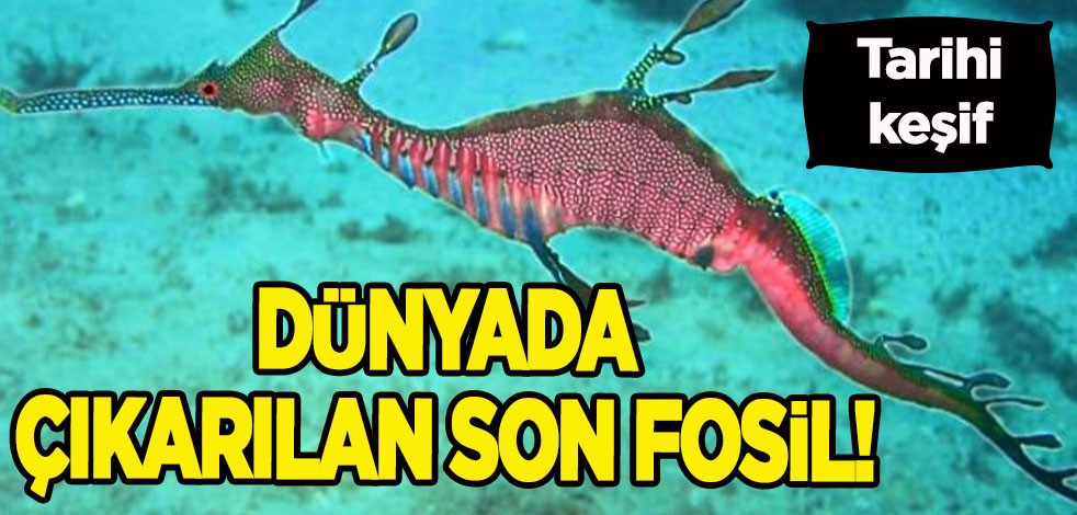 İngiltere’de heyecanlandıran tarihi keşif: Dünyada İlk kez çıkarılan son fosil! O milyonlarca yıl yaşında!