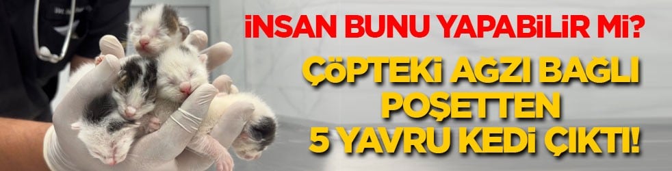 İnsan bunu yapabilir mi? Çöpteki ağzı bağlı poşetten 5 yavru kedi çıktı