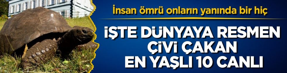 İnsan ömrü onların yanında bir hiç! İşte dünyaya resmen çivi çakan en yaşlı 10 canlı