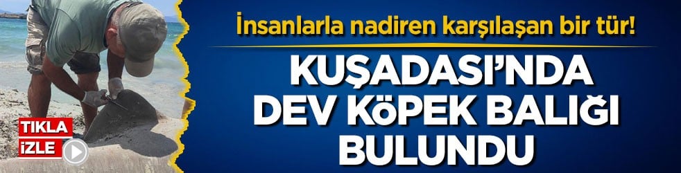İnsanlarla nadiren karşılaşan bir tür! Kuşadası’nda dev köpek balığı bulundu