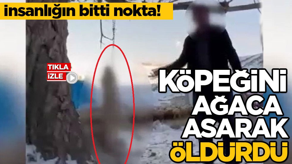 İnsanlığın bitti nokta! Köpeğini ağaca asarak öldürdü