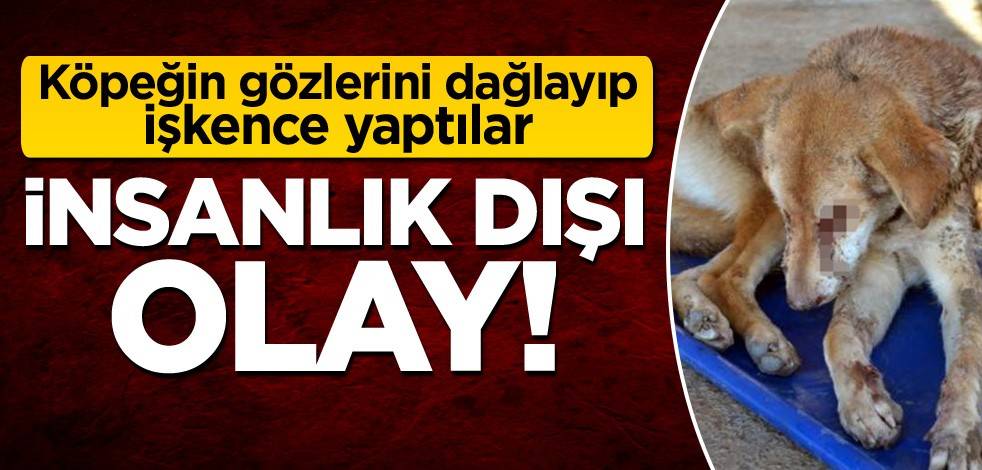 İnsanlık dışı olay! Köpeğin gözlerini dağlayıp işkence yaptılar