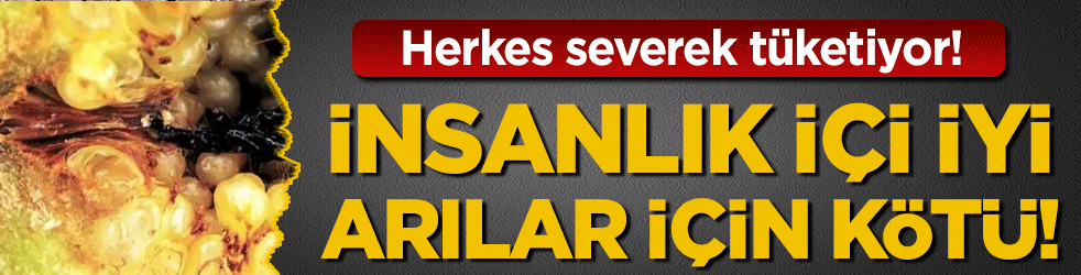 İnsanlık için iyi arılar için kötü! Meğer sonları oluyormuş!