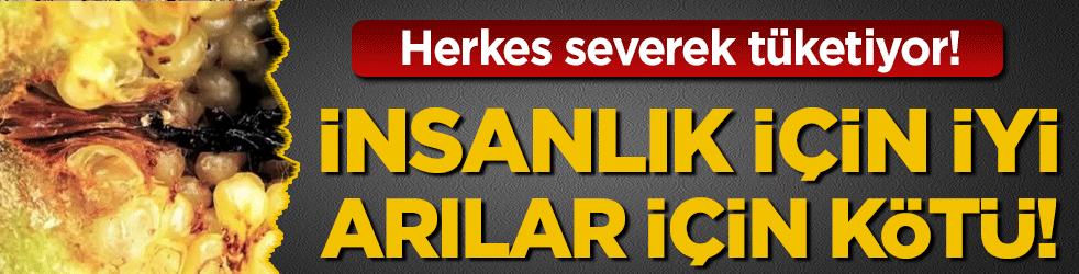 İnsanlık için iyi arılar için kötü! Meğer sonları oluyormuş!