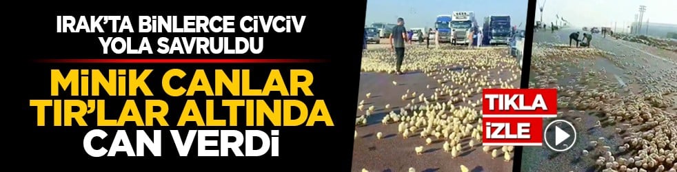 Irak’ta binlerce civciv yola savruldu: Minik canlar TIR’lar altında can verdi
