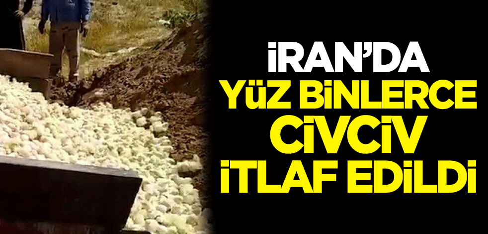 İran’da yüz binlerce civciv itlaf edildi
