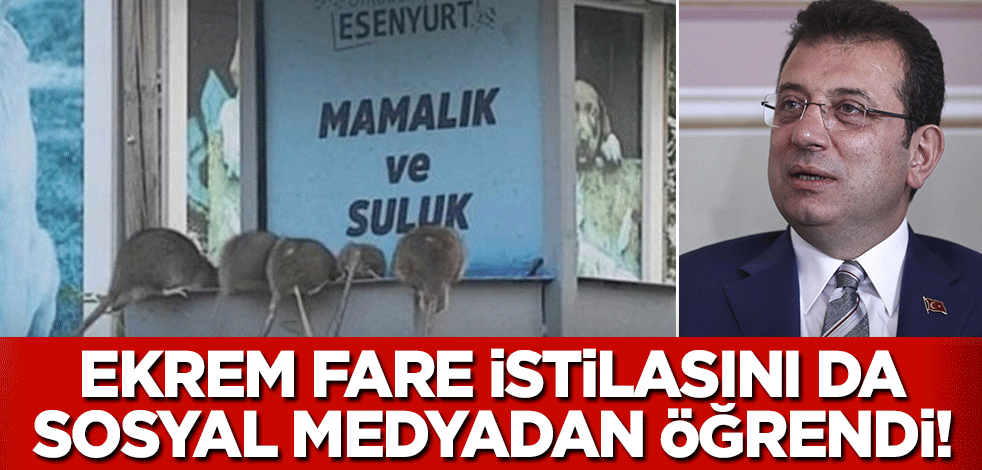 İş bilmez CHP'liler fareler için nihayet işlem yaptı! Ekrem sorunları sosyal medyadan öğreniyor