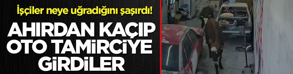 İşçiler neye uğradığını şaşırdı! Ahırdan kaçıp oto tamirciye girdiler