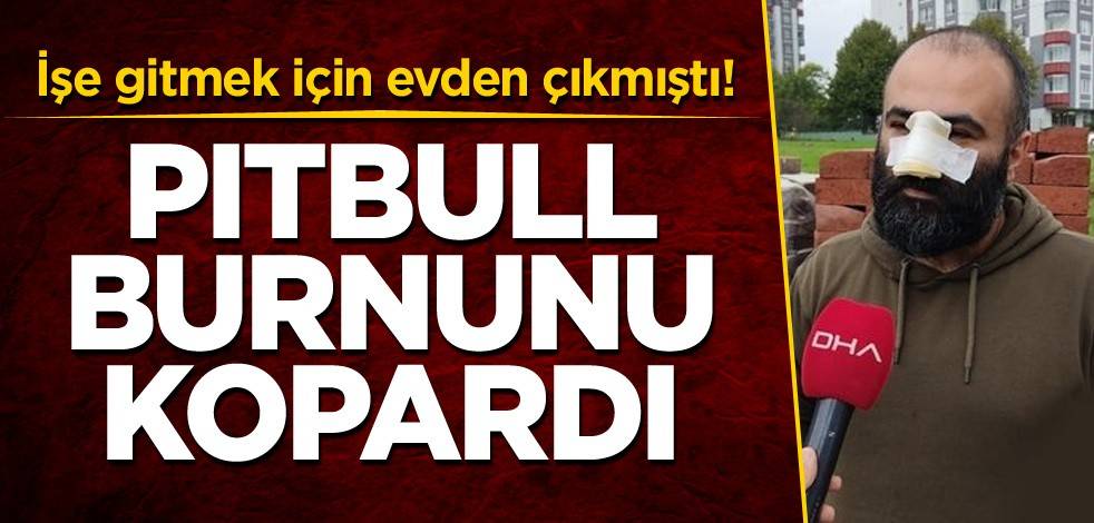 İşe gitmek için evden çıkmıştı! Pitbull burnunu kopardı
