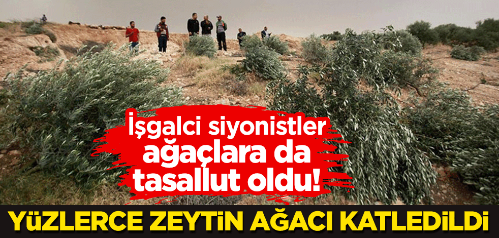 İşgalci siyonistler ağaçlara da tasallut oldu! Yüzlerce zeytin ağacı katledildi