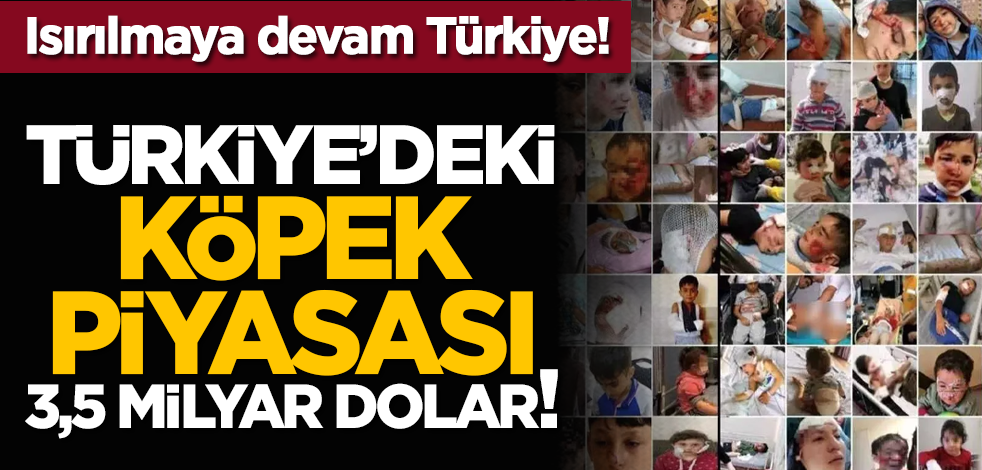 Isırılmaya devam Türkiye! Türkiye’deki köpek piyasası 3,5 milyar dolar!