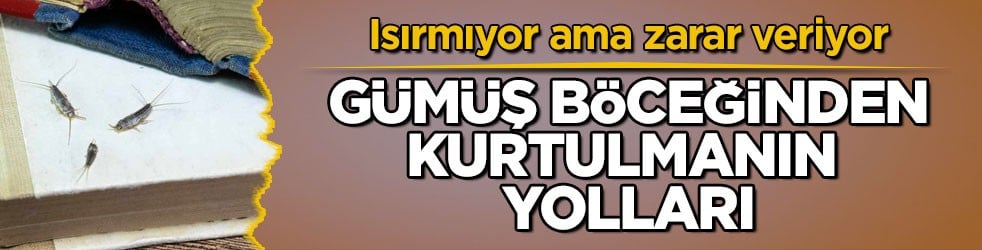 Isırmıyor ama zarar veriyor! Gümüş böceğinden kurtulmanın yolları