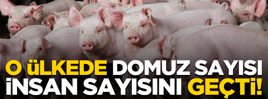 İspanya'da domuz sayısı insan sayısını aştı!