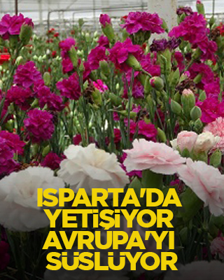 Isparta'da yetişiyor Avrupa'yı süslüyor