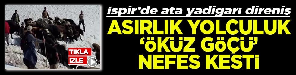 İspir’de ata yadigarı direniş Asırlık yolculuk öküz göçü nefes kesti