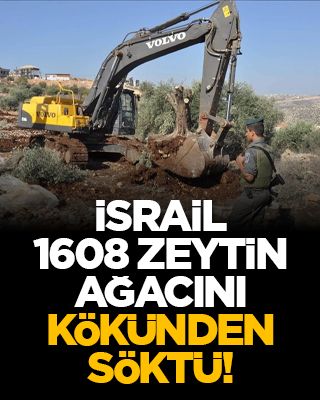 İsrail 1608 zeytin ağacını kökünden söktü!