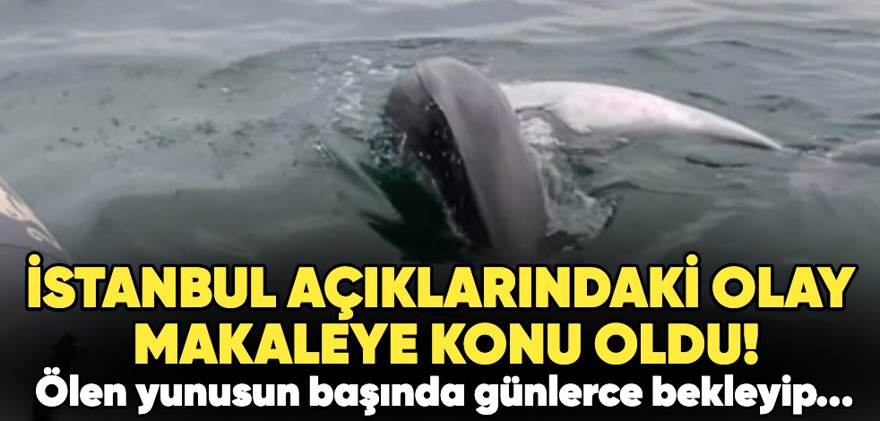 İstanbul açıklarındaki olay makaleye konu oldu! Ölen yunusun başında günlerce bekleyip karaya çıkardı