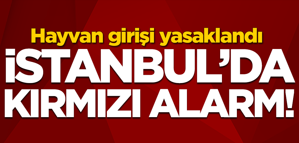 İstanbul Adalar'da kırmızı alarm! Hayvan girişi yasaklandı