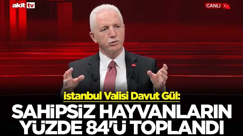 İstanbul Valisi Davut Gül: Sahipsiz hayvanların yüzde 84'ü toplandı