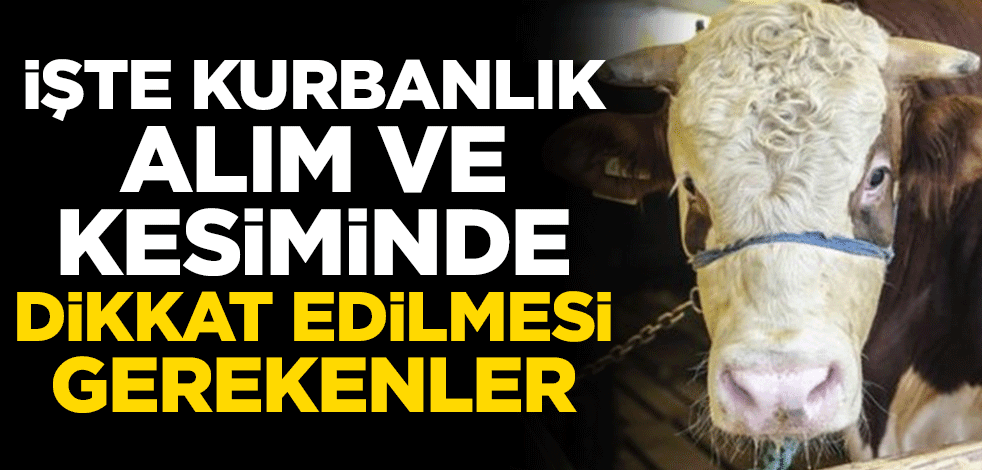 İstanbul Veteriner Hekimler Odası Başkanı uyardı! İşte Kurbanlık alım ve kesiminde dikkat edilmesi gerekenler