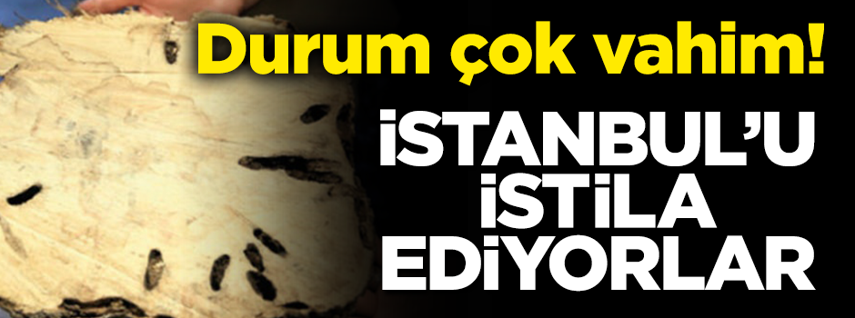 İstanbul yabancı ülkelerden gelen hayvan ve bitkilerin istilasına uğradı