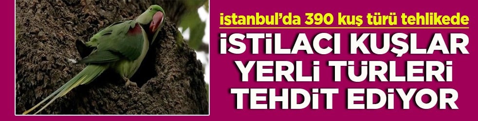 İstanbul’da 390 kuş türü tehlikede İstilacı kuşlar yerli türleri tehdit ediyor