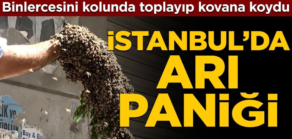 İstanbul’da arı paniği! Binlercesini kolunda toplayıp kovana koydu