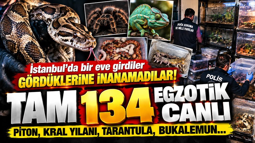 İstanbul’da bir eve girdiler, gördüklerine inanamadılar! Yılan, piton, tarantula... Tam 134 canlı