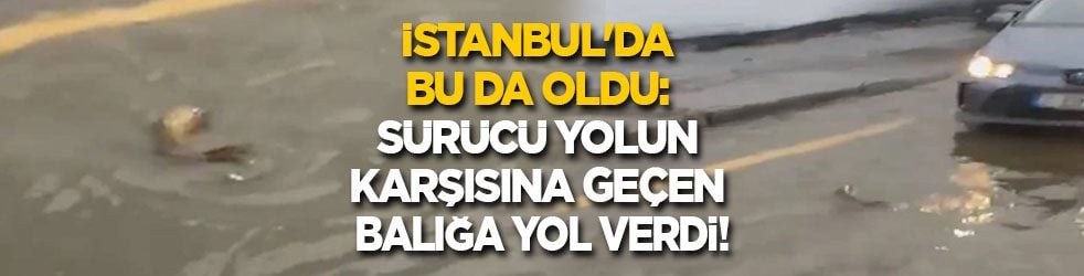İstanbul'da bu da oldu: Sürücü yolun karşısına geçen balığa yol verdi