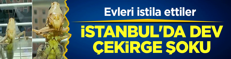 İstanbul'da çekirge istilası! Görenler gözlerine inanamadı