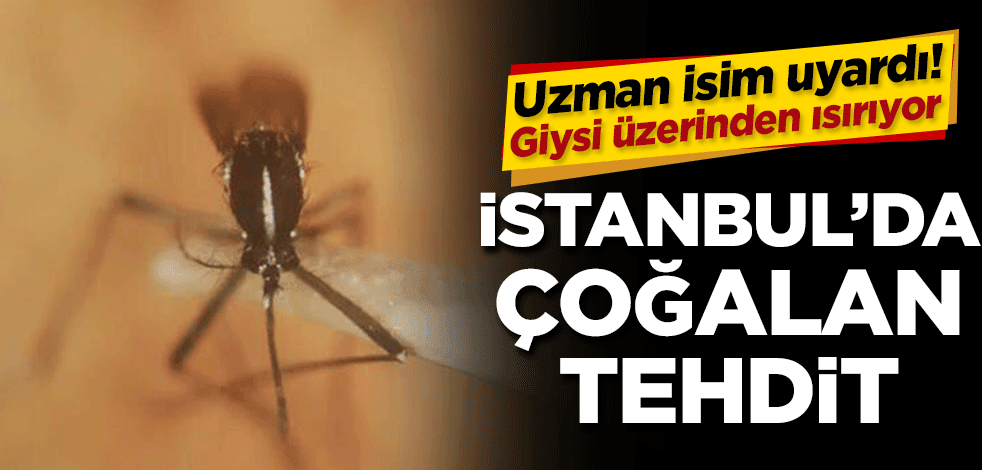 İstanbul’da çoğalan tehdit! Uzman isim uyardı… Asya Kaplan Sivrisineği giysi üzerinden ısırıyor
