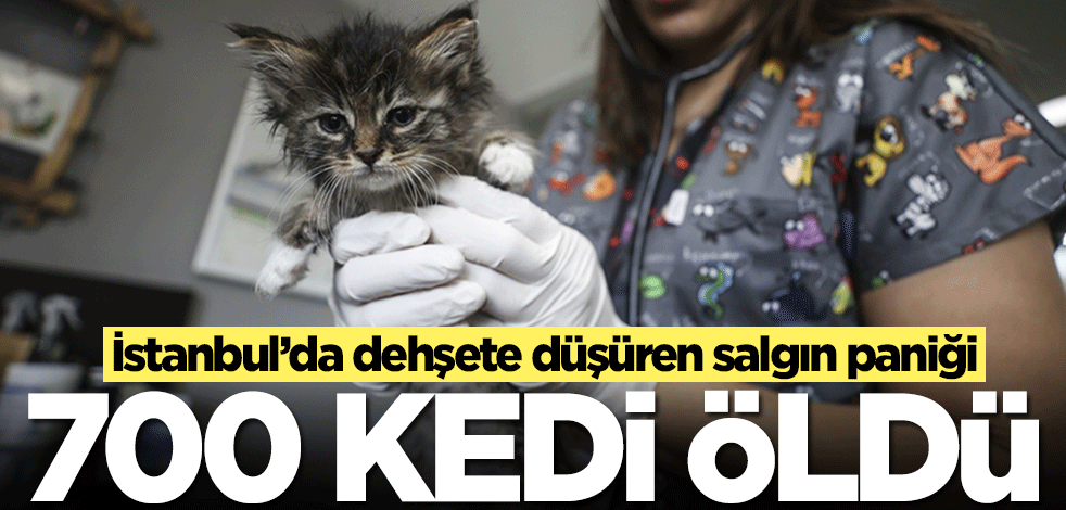 İstanbul’da dehşete düşüren salgın paniği! 700 kedi öldü