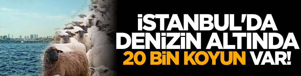İstanbul'da denizin altında 20 bin koyun var!