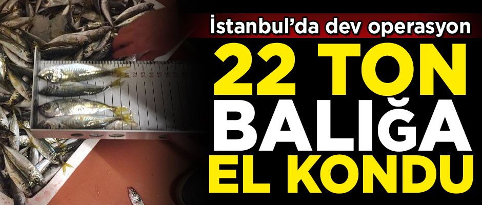 İstanbul'da dev operasyon! Yasal boy sınırı altında avlanan 22 ton balığa el konuldu