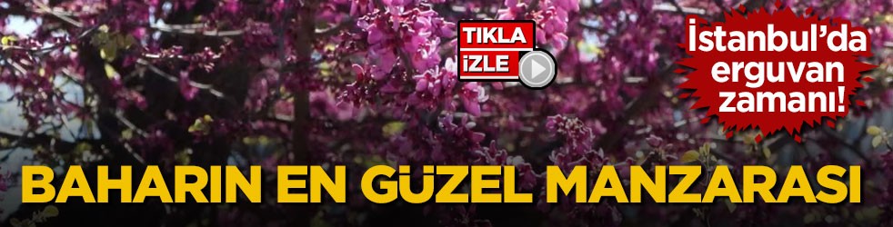 İstanbul’da erguvan zamanı! Baharın en güzel manzarası